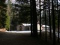 Picea abies