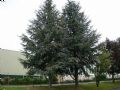 Cedrus atlantica