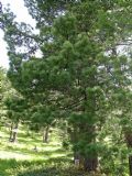 Pinus cembra