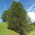 Larix decidua