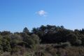 Pinus pinaster subsp. hamiltonii