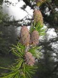 Larix decidua
