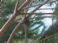 Pinus pinea