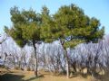 Pinus halepensis