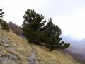 Pinus leucodermis
