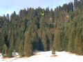 Abies alba