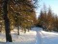 Larix decidua
