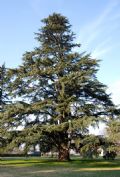 Cedrus deodara