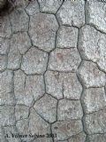 Pinus leucodermis