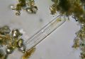Pinnularia sp.