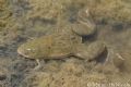 Xenopus laevis