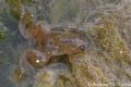 Xenopus laevis