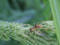 Dolomedes fimbriatus