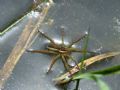 Dolomedes fimbriatus