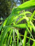 Dolomedes sp.