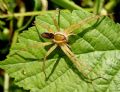 Dolomedes sp.