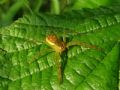 Dolomedes fimbriatus