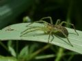 Dolomedes sp.