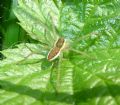 Dolomedes fimbriatus