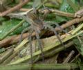 Dolomedes plantarius (cfr)