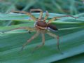 Dolomedes fimbriatus