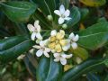 Pittosporum tobira