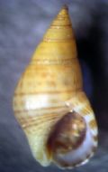 Angiola punctostriata