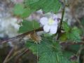 Cymbalaria muralis