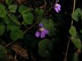 Cymbalaria aequitriloba