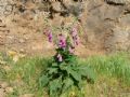 Digitalis purpurea