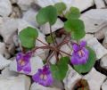 Cymbalaria pallida