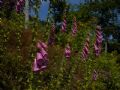 Digitalis purpurea