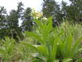 Digitalis grandiflora