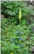 Digitalis lutea