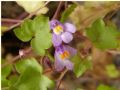 Cymbalaria muralis