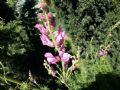 Antirrhinum majus subsp. tortuosum