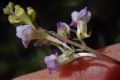 Linaria purpurea