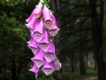 Digitalis purpurea