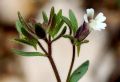 Chaenorhinum rubrifolium