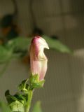 Antirrhinum majus