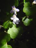 Cymbalaria muralis