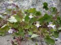 Cymbalaria muralis