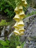 Digitalis grandiflora