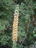 Digitalis ferruginea