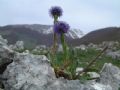 Globularia bisnagarica