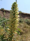 Digitalis micrantha