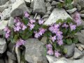 Cymbalaria pallida