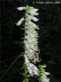 Digitalis micrantha