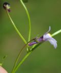 Cymbalaria muralis