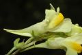 Linaria vulgaris